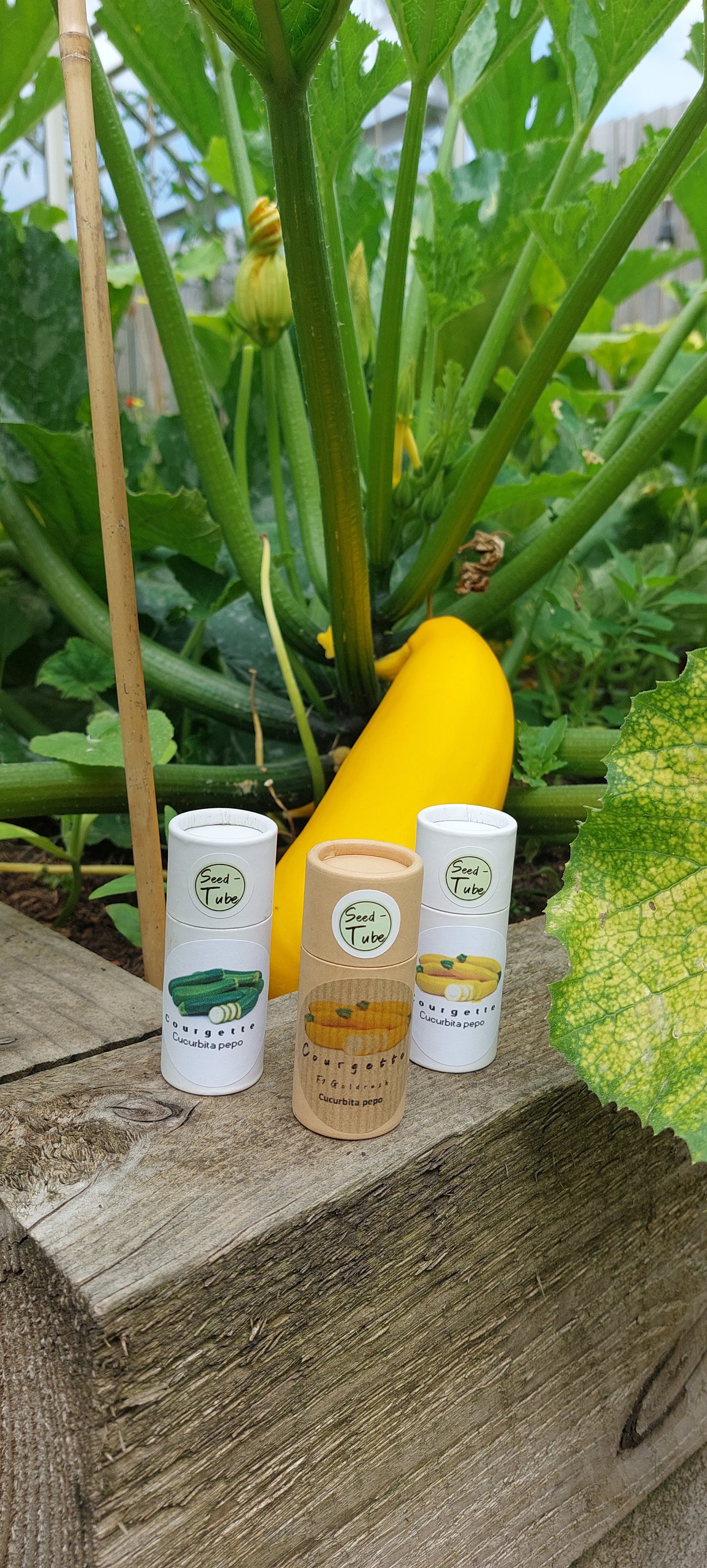 Courgette Seeds in a Seedtube