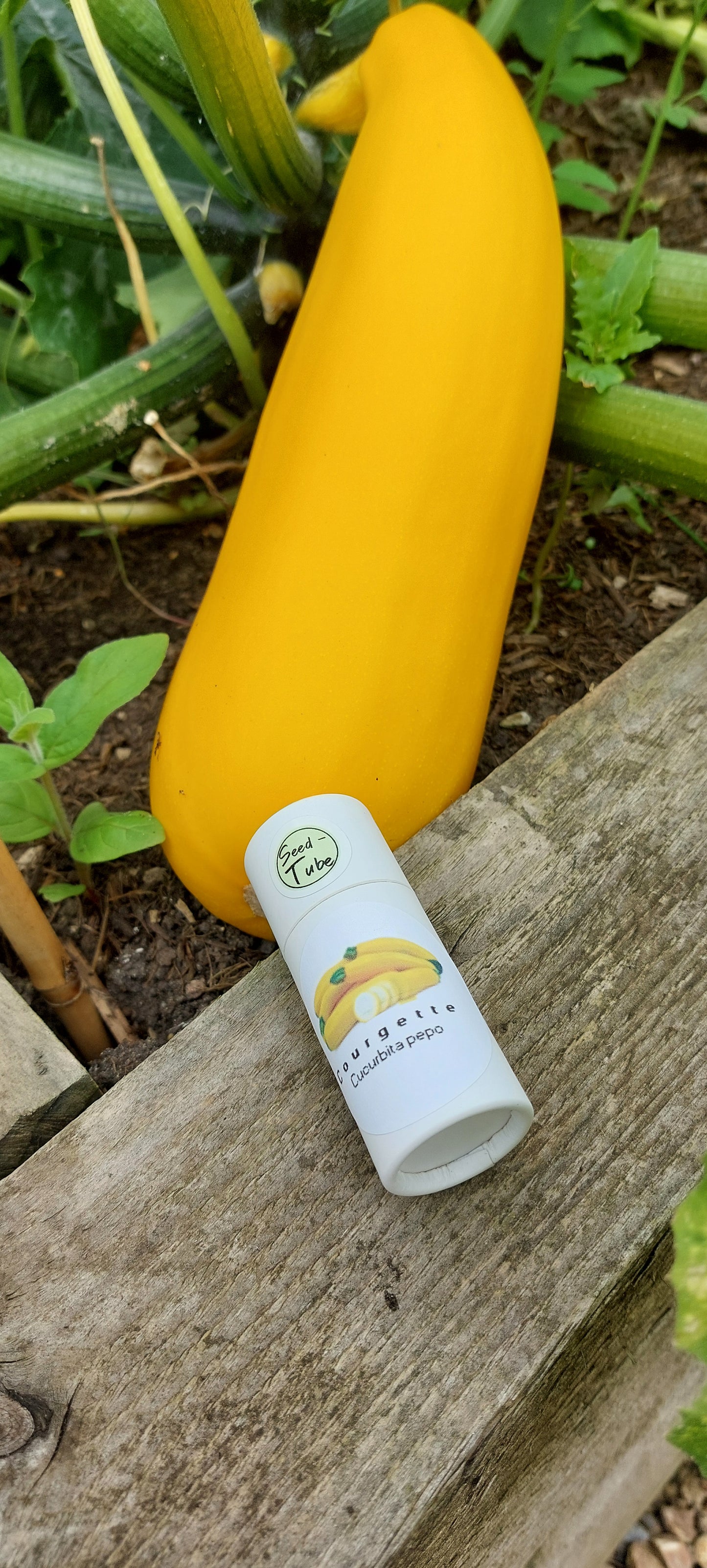 Courgette Seeds in a Seedtube