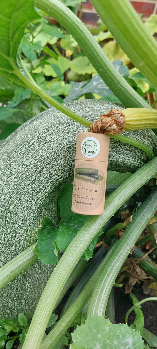 Marrow Seeds in a Seedtube