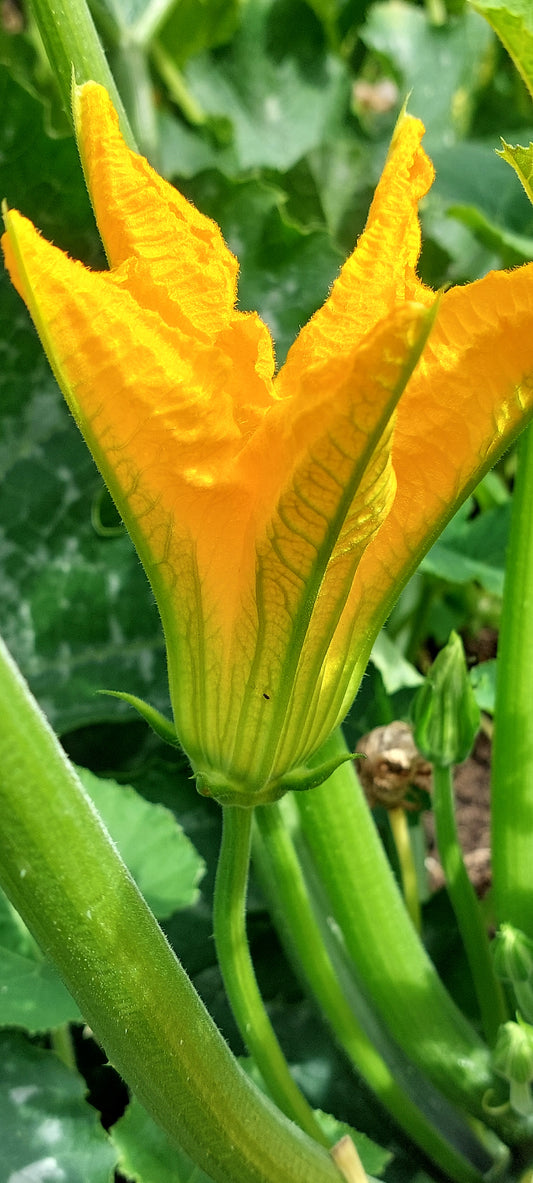 Courgette Seeds in a Seedtube