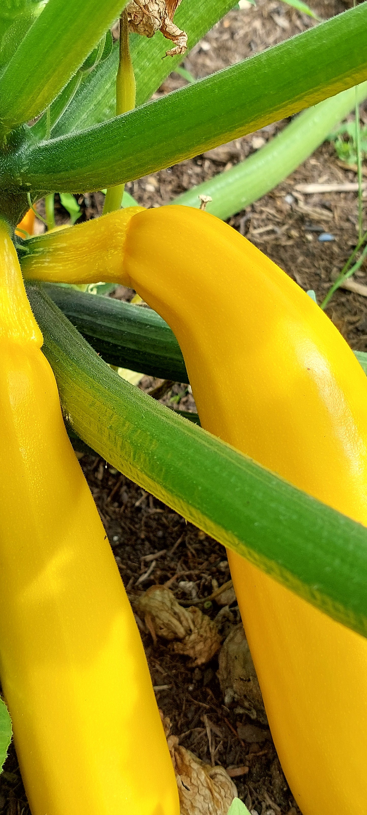 Courgette Seeds in a Seedtube