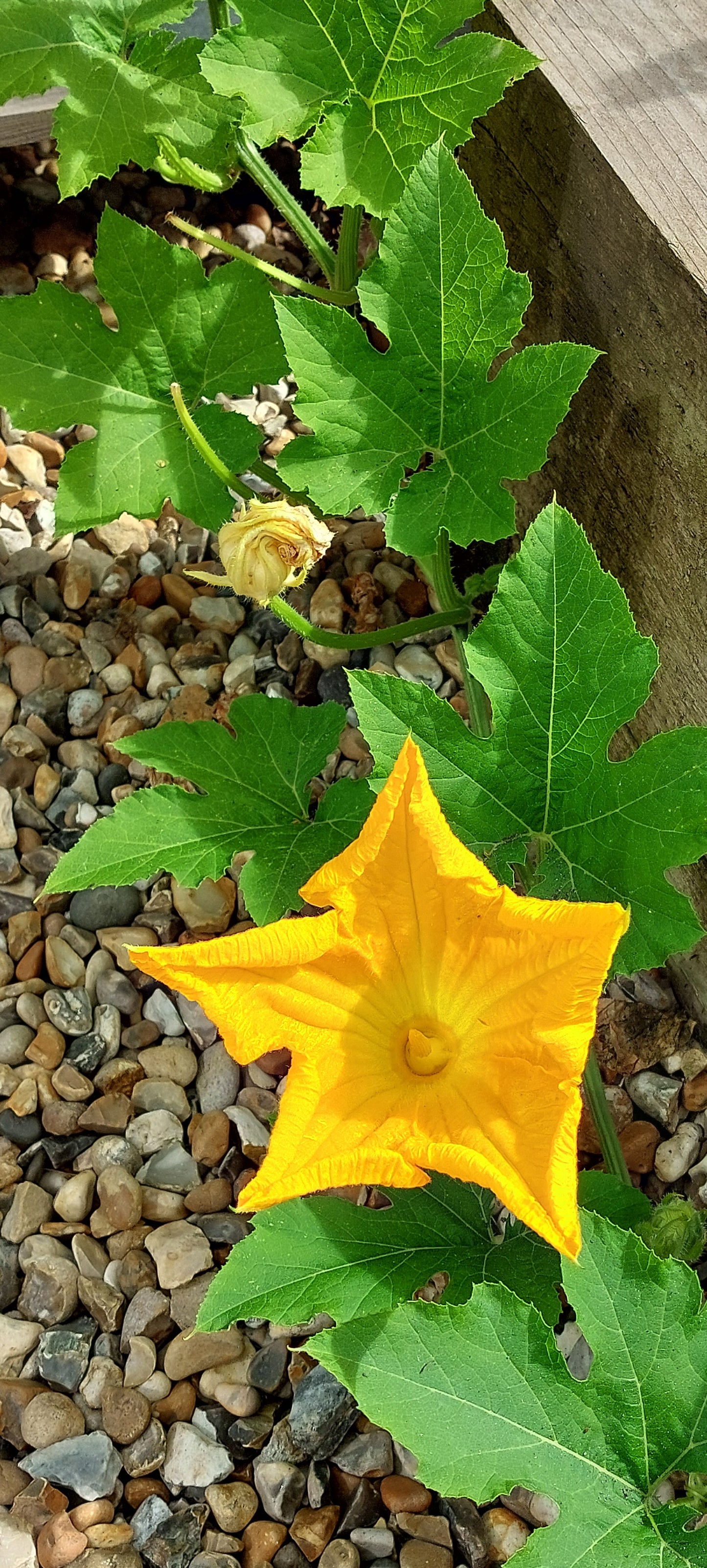 Courgette Seeds in a Seedtube