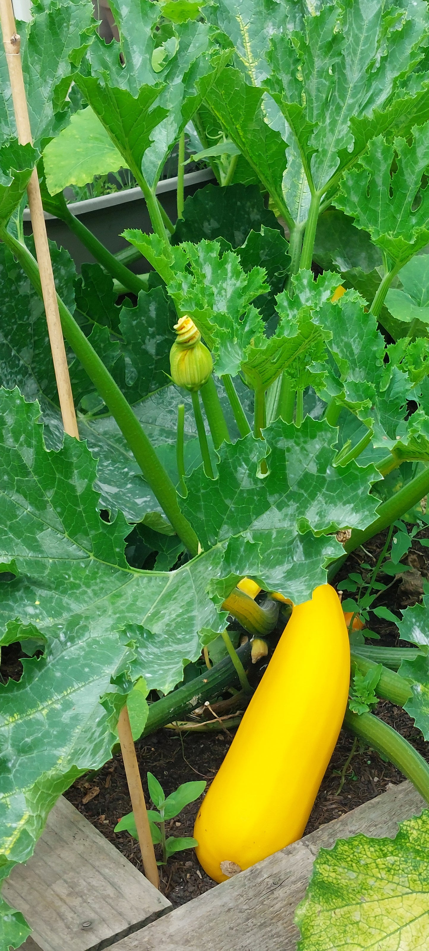 Courgette Seeds in a Seedtube