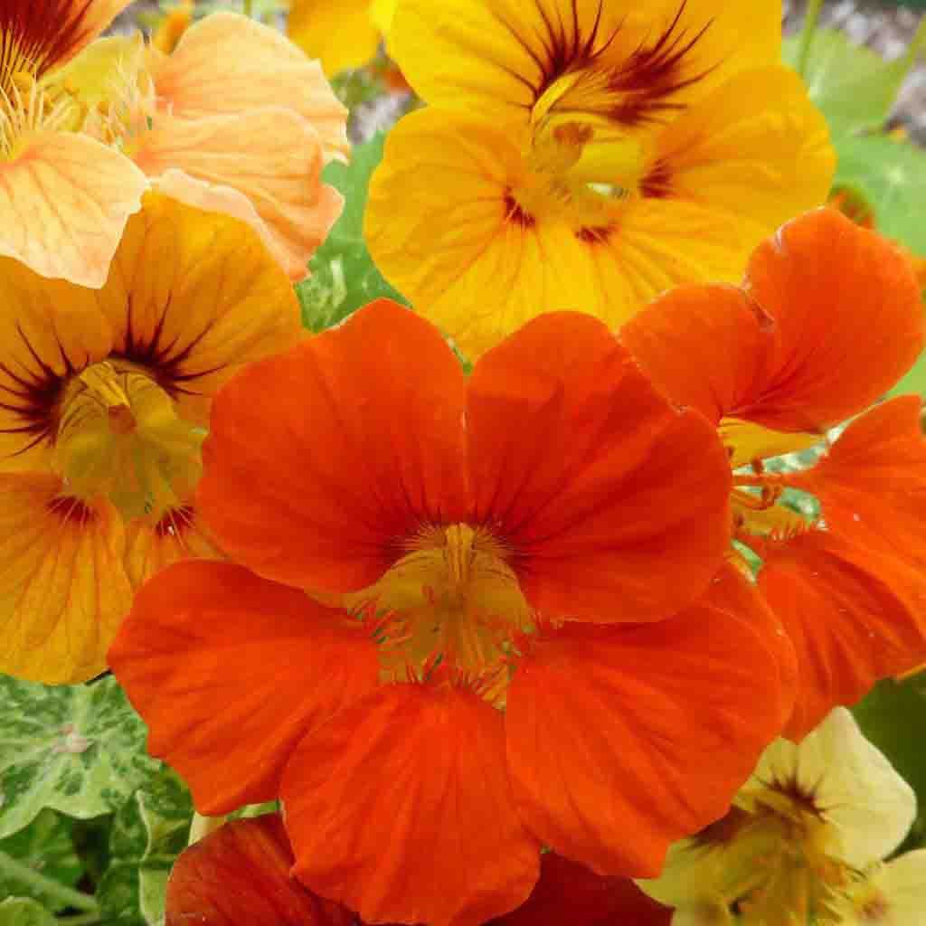 Nasturtium - Tall Single Flowered Mixed Seeds in a Seedlings Tube