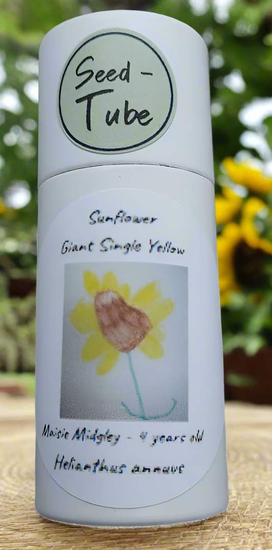 Sunflower - Giant Yellow Single Seeds in a Seedlings Tube