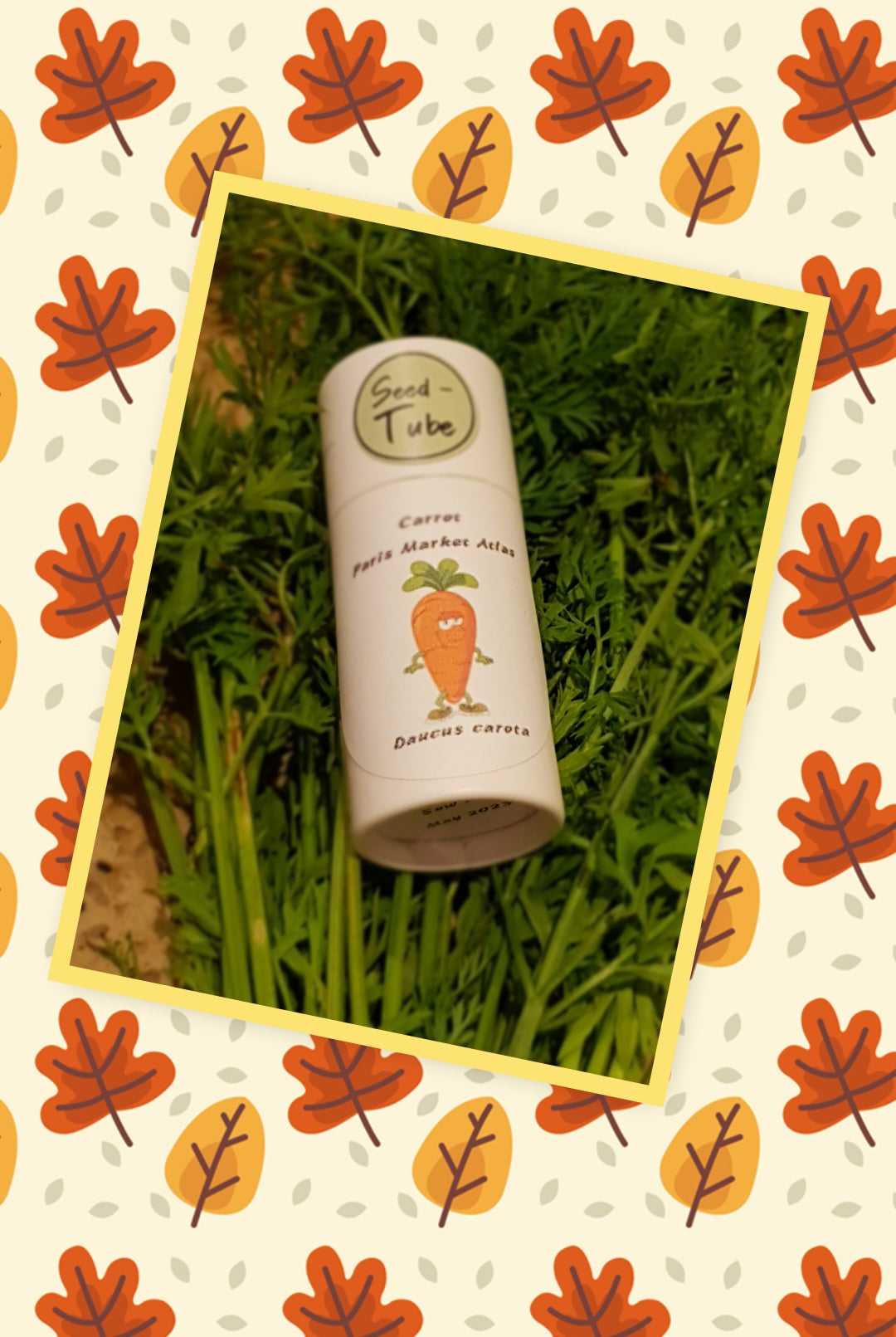 Grow your own carrots - gift set