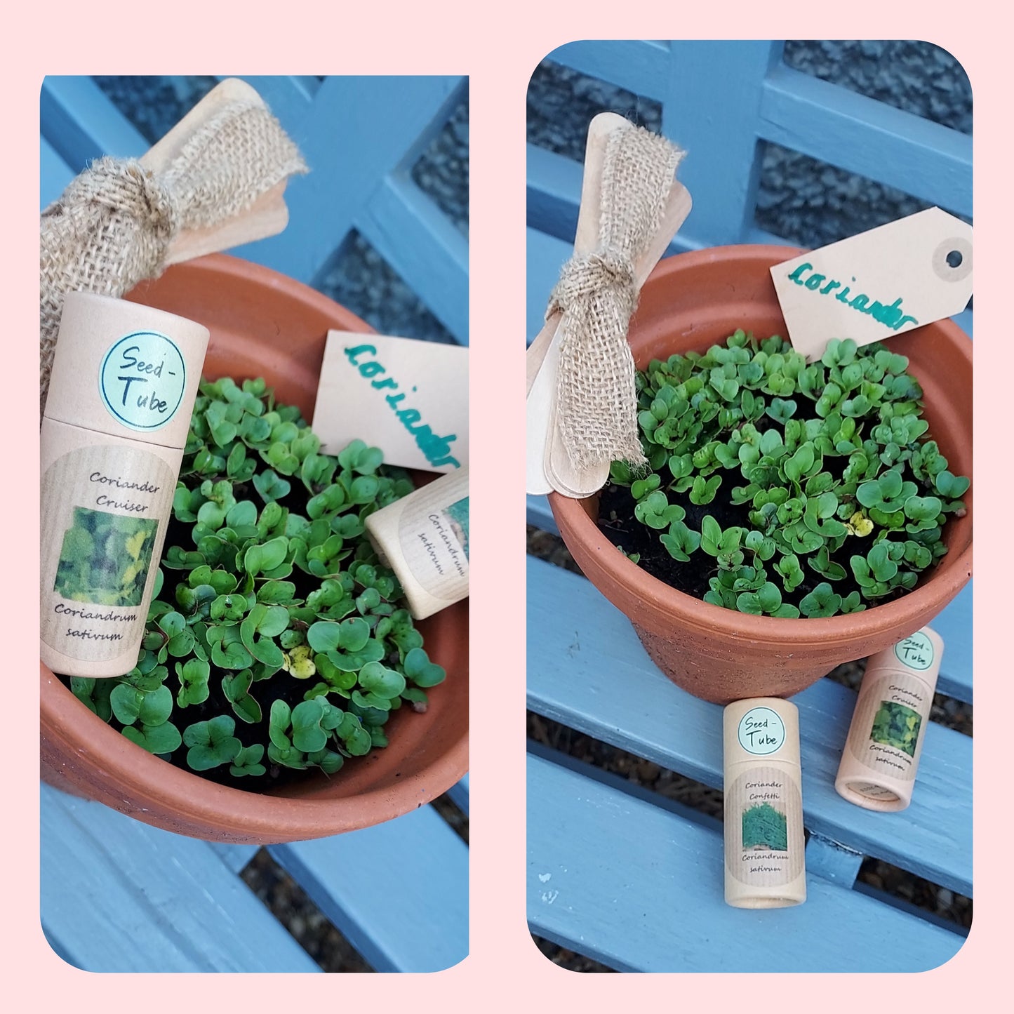 Carrot & Coriander - Soup Tube Gift