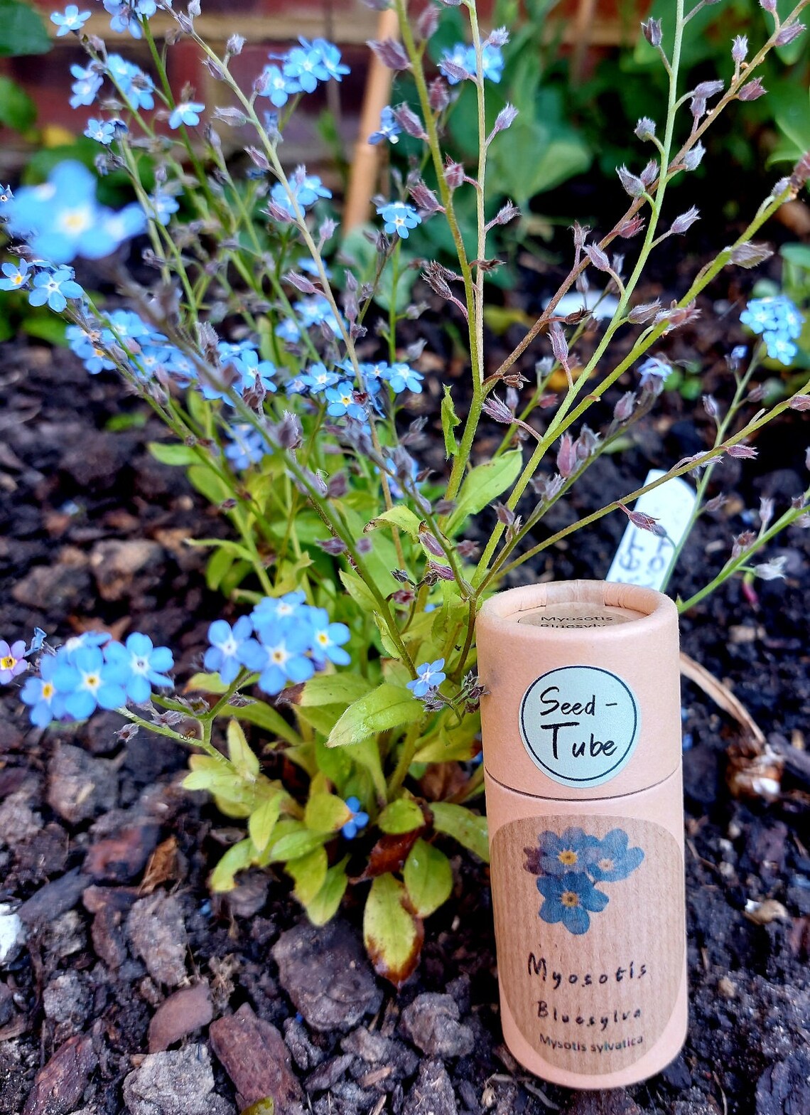 Let Love Grow Gift with Forget Me Not Seeds