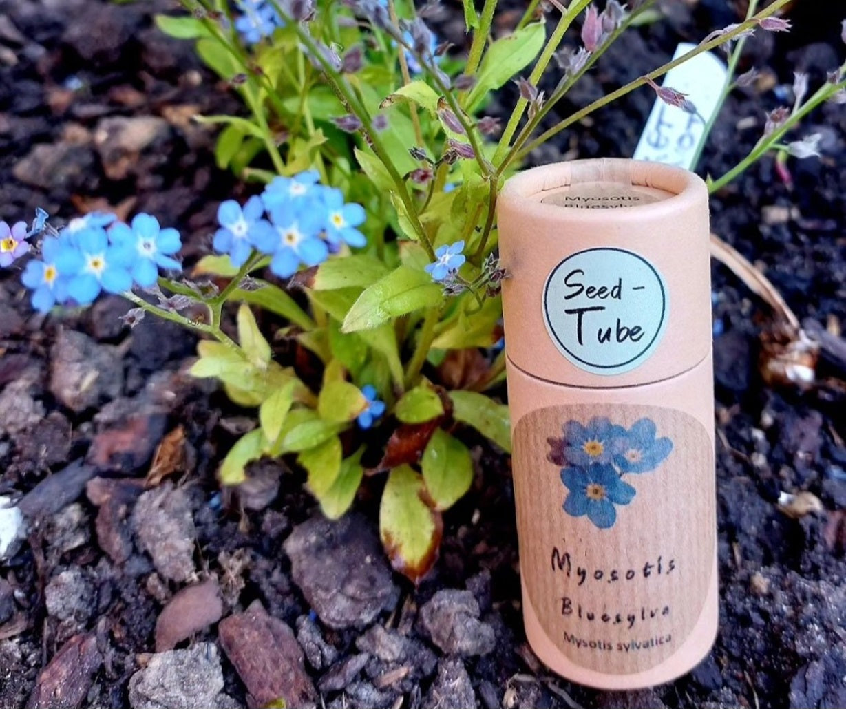 Myosotis - Bluesylva (Forget-me-not) seeds