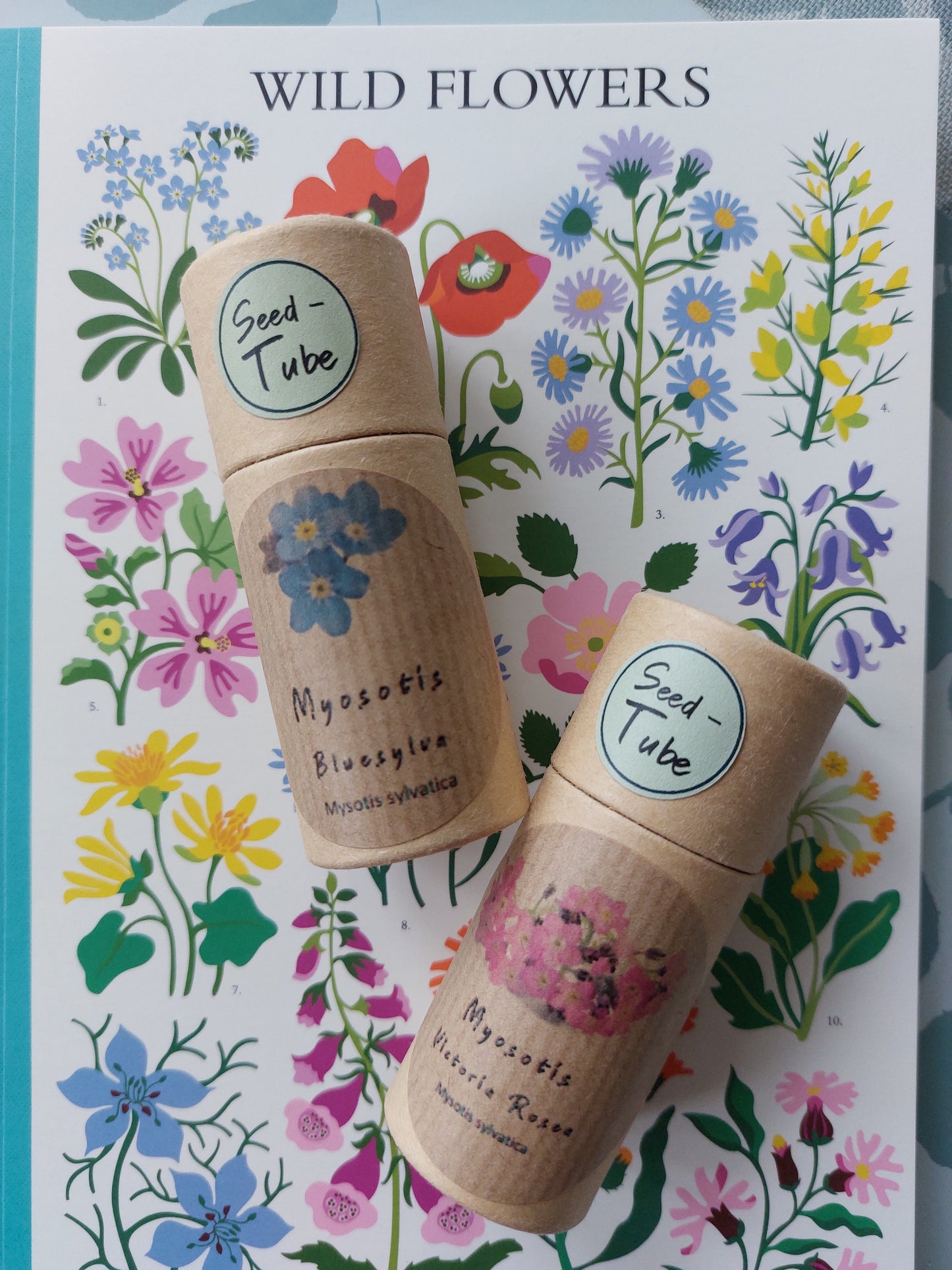 Myosotis - Victoria Rosea (Forget-me-not) seeds