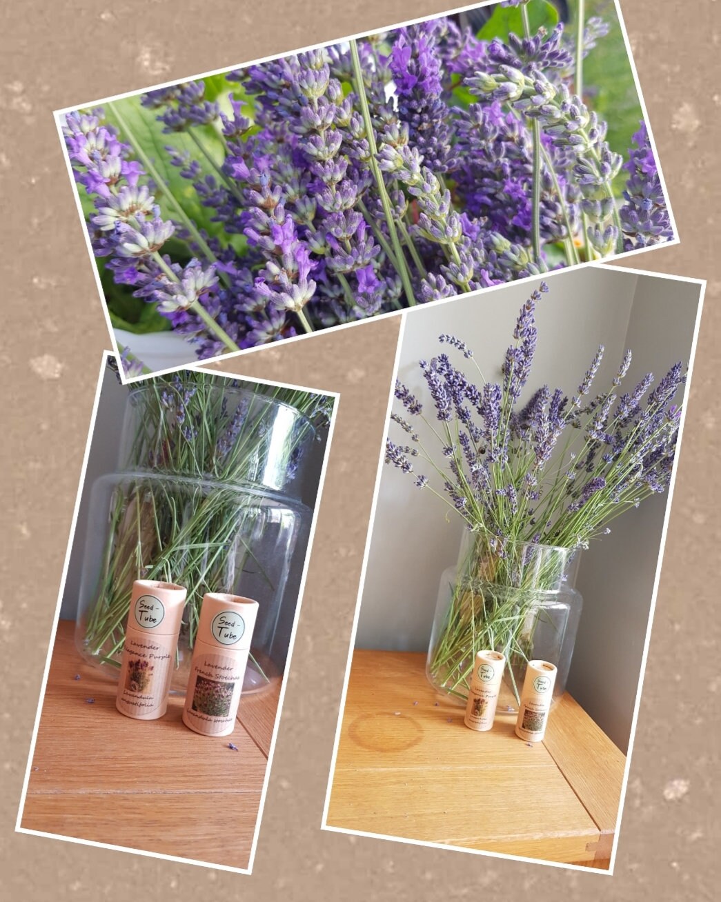 Grow Your Own Lavender Gift Set