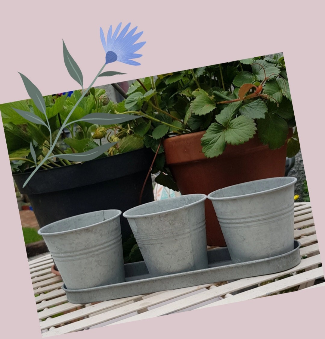 Flower pots - Zinc crafted - 3 pots with tray