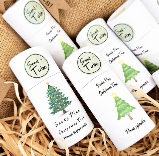 Grow your own Christmas Tree Gift Set for children with mini zinc pail