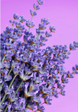 Rose Design Garden Gift Set with Lavender Seeds