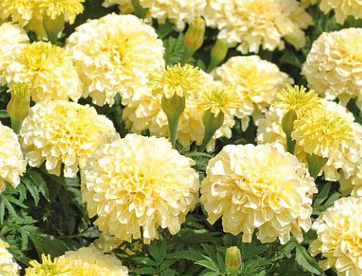 Marigold Flower Seeds in a Seedtube