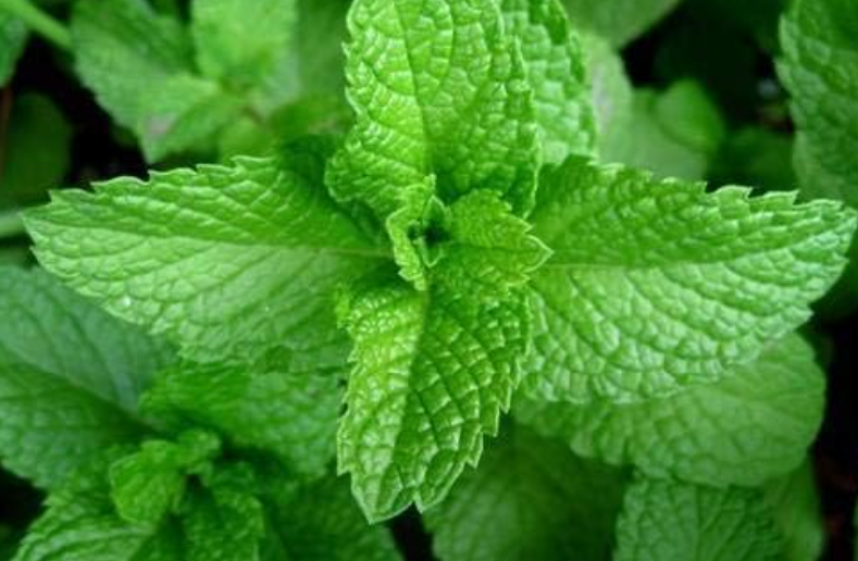 Mint Green Seeds in a Seedtube