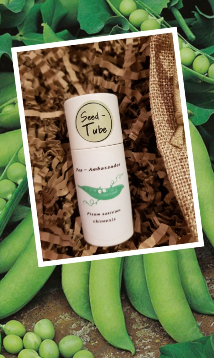 Pea Seeds in a Seedlings Tube