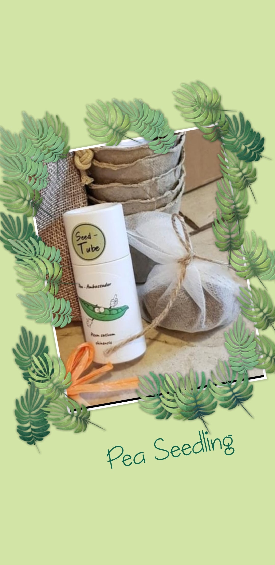 Pea Seeds in a Seedlings Tube