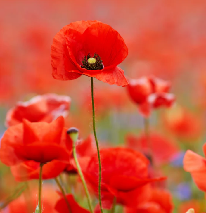 Papaver - Rhoeas (Red Field Poppy) seeds in a Seedtube