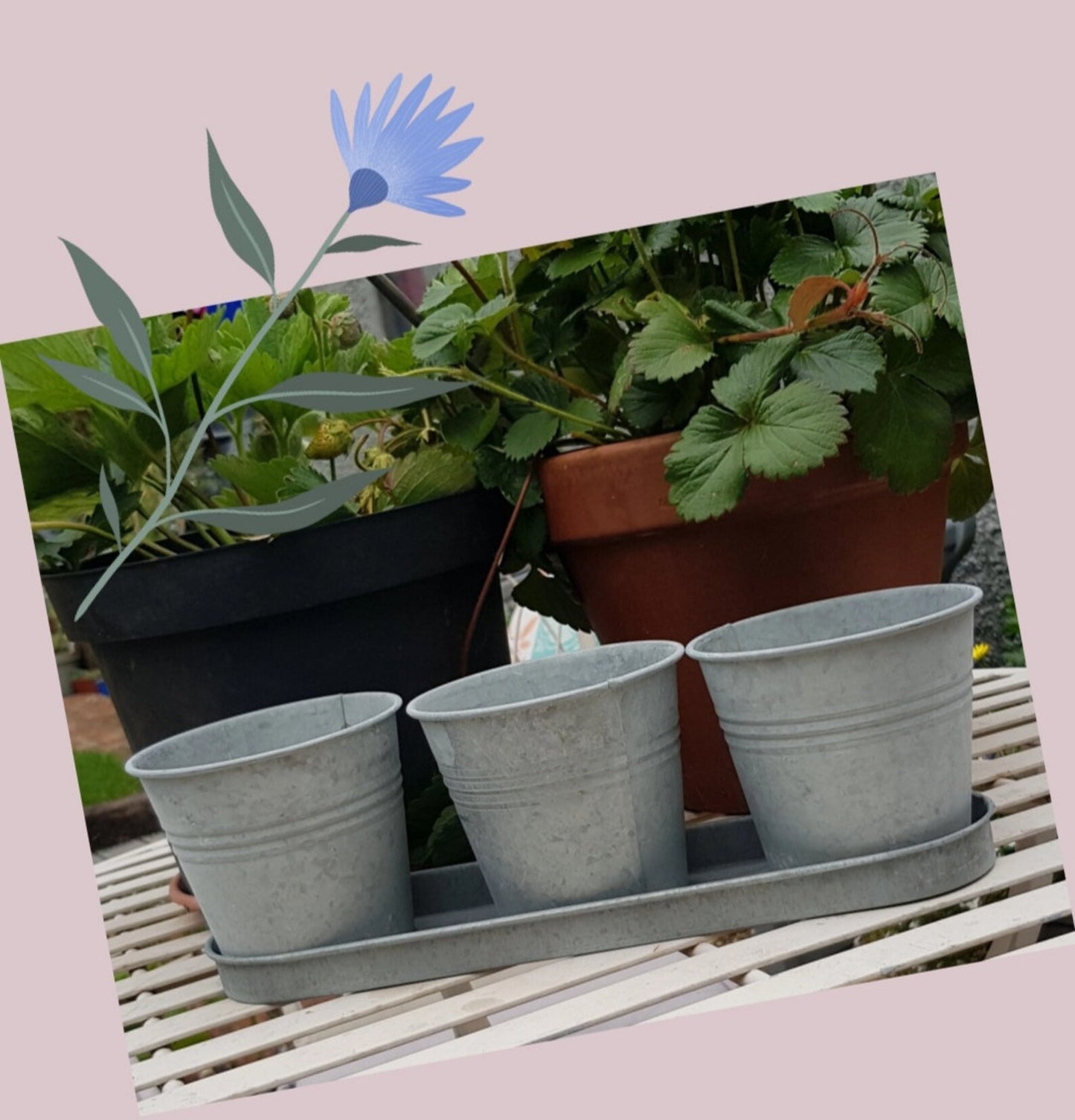 Let it grow this Christmas gift set