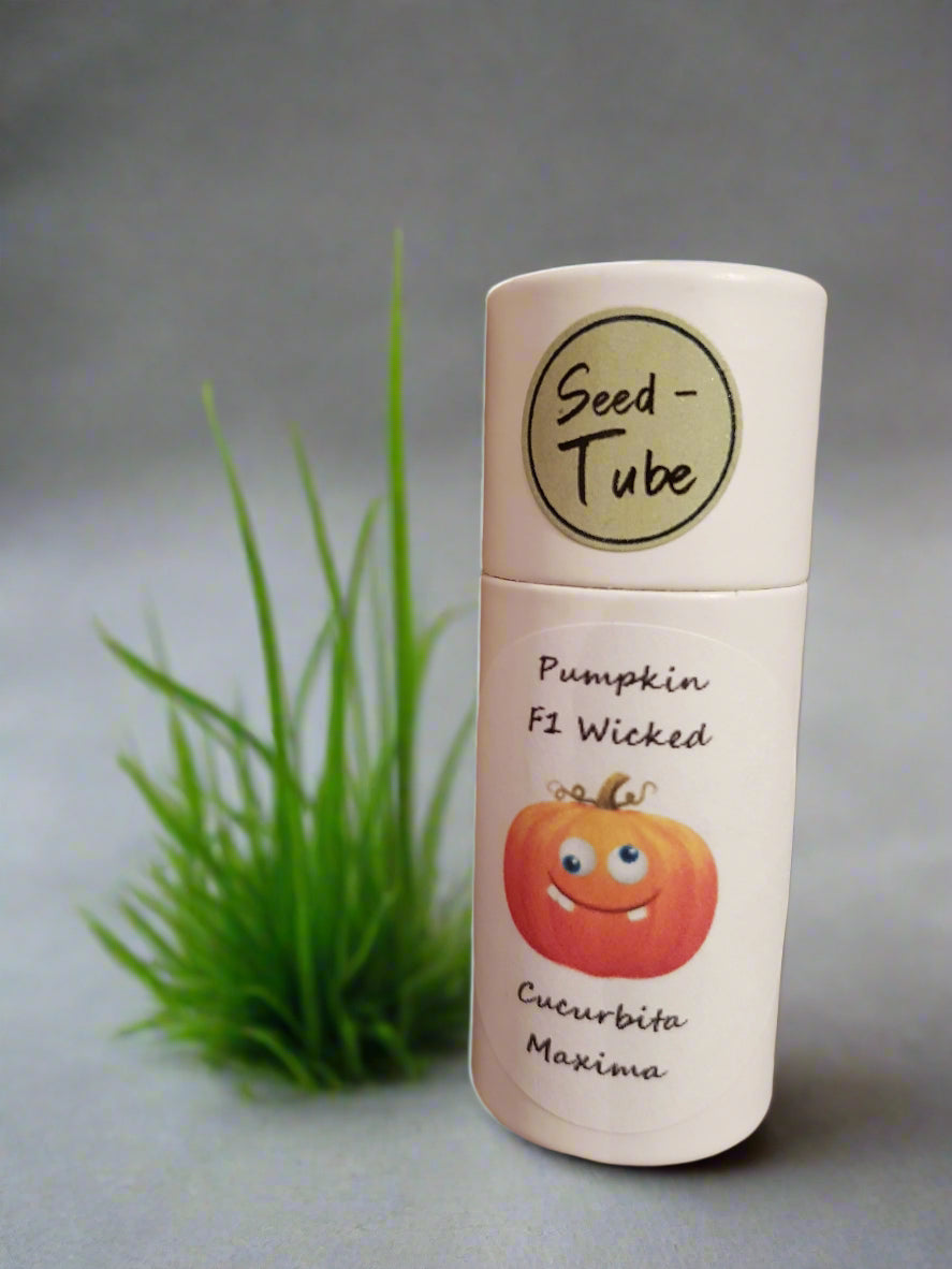Pumpkin - F1 Wicked Seeds in a Seedlings Tube