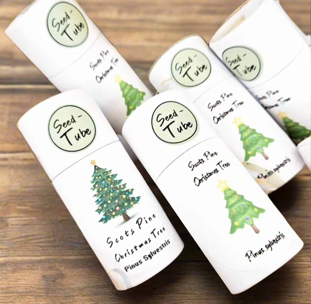 Grown Your Own Christmas Tree Seeds with Gift Box