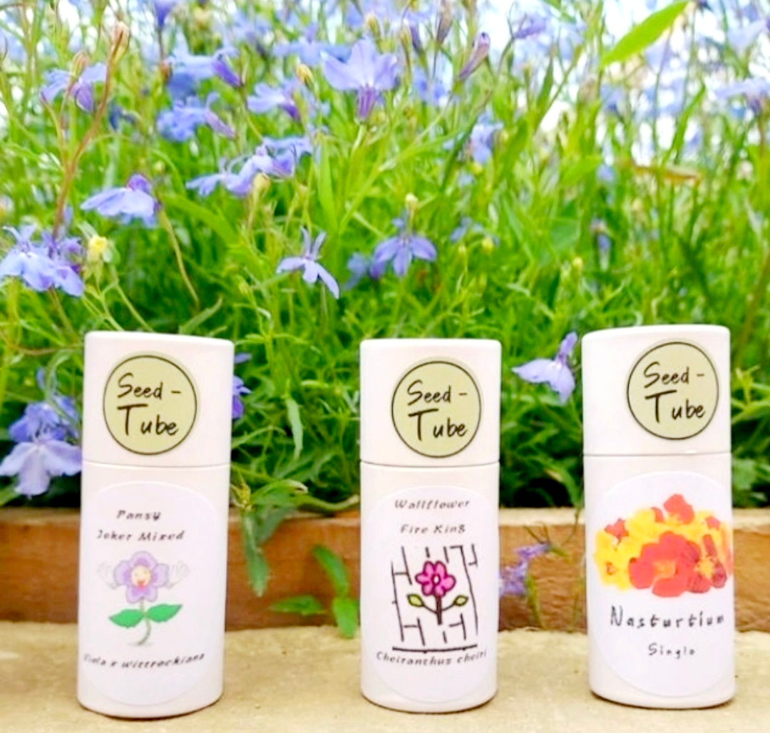 Nasturtium - Tall Single Flowered Mixed Seeds in a Seedlings Tube