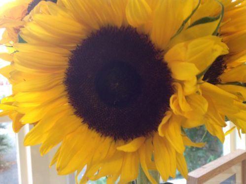 Strawberry and Sunflower Delight