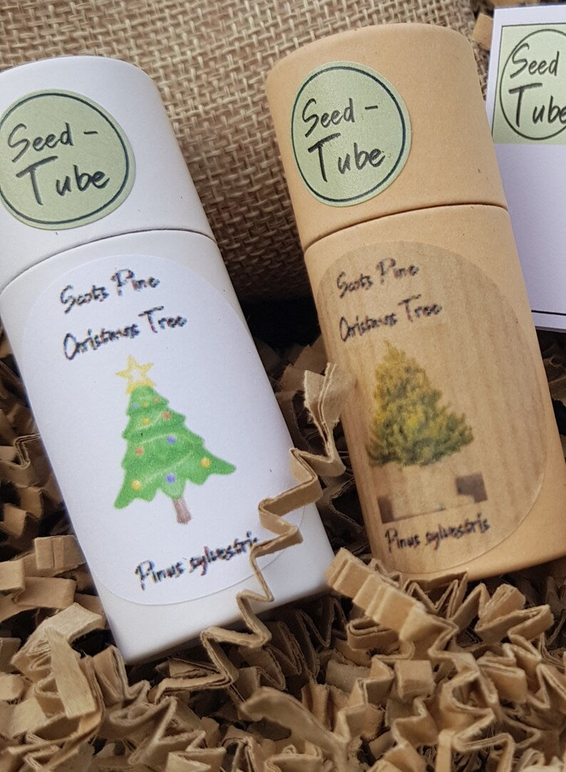 Grow your own Christmas Tree Gift Set for children with mini zinc pail