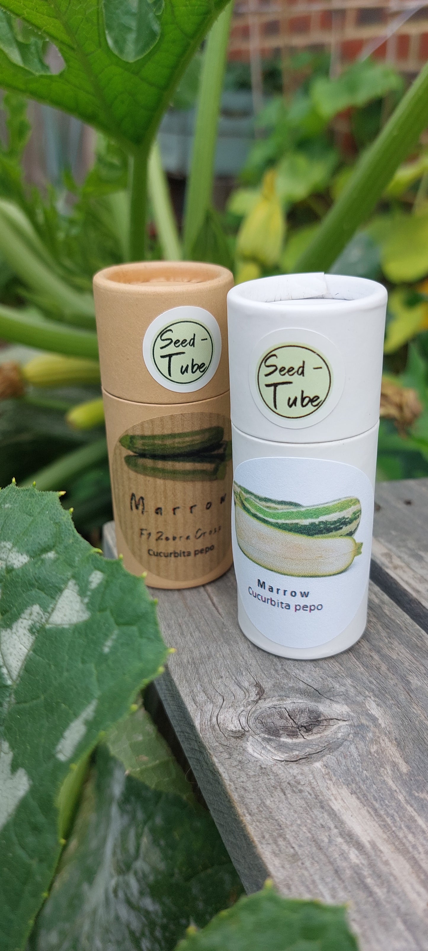 Marrow Seeds in a Seedtube