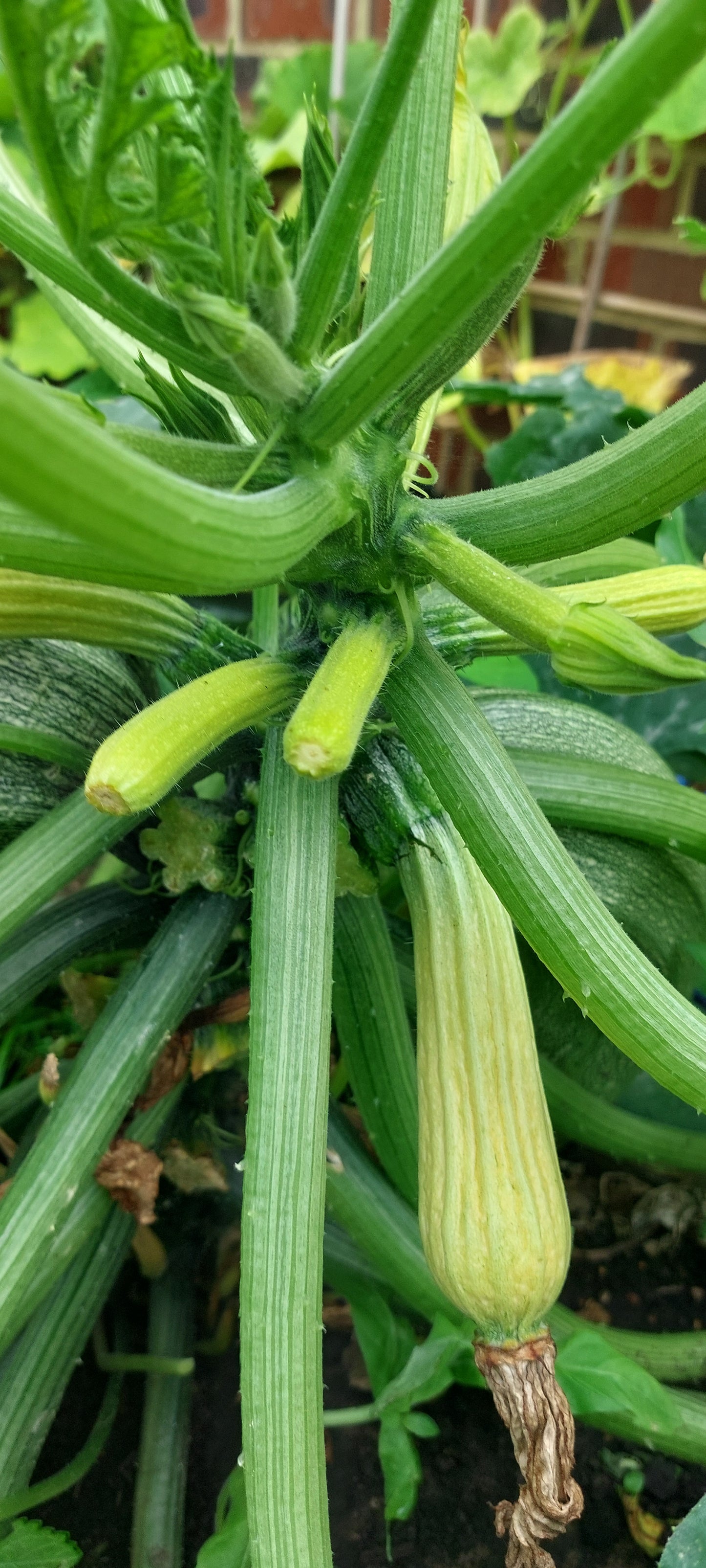 Marrow Seeds in a Seedtube