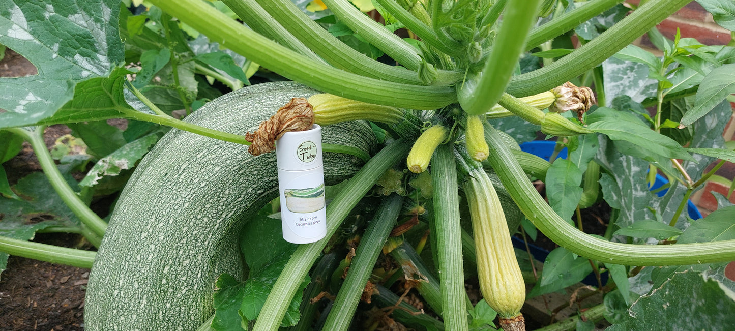 Marrow Seeds in a Seedtube