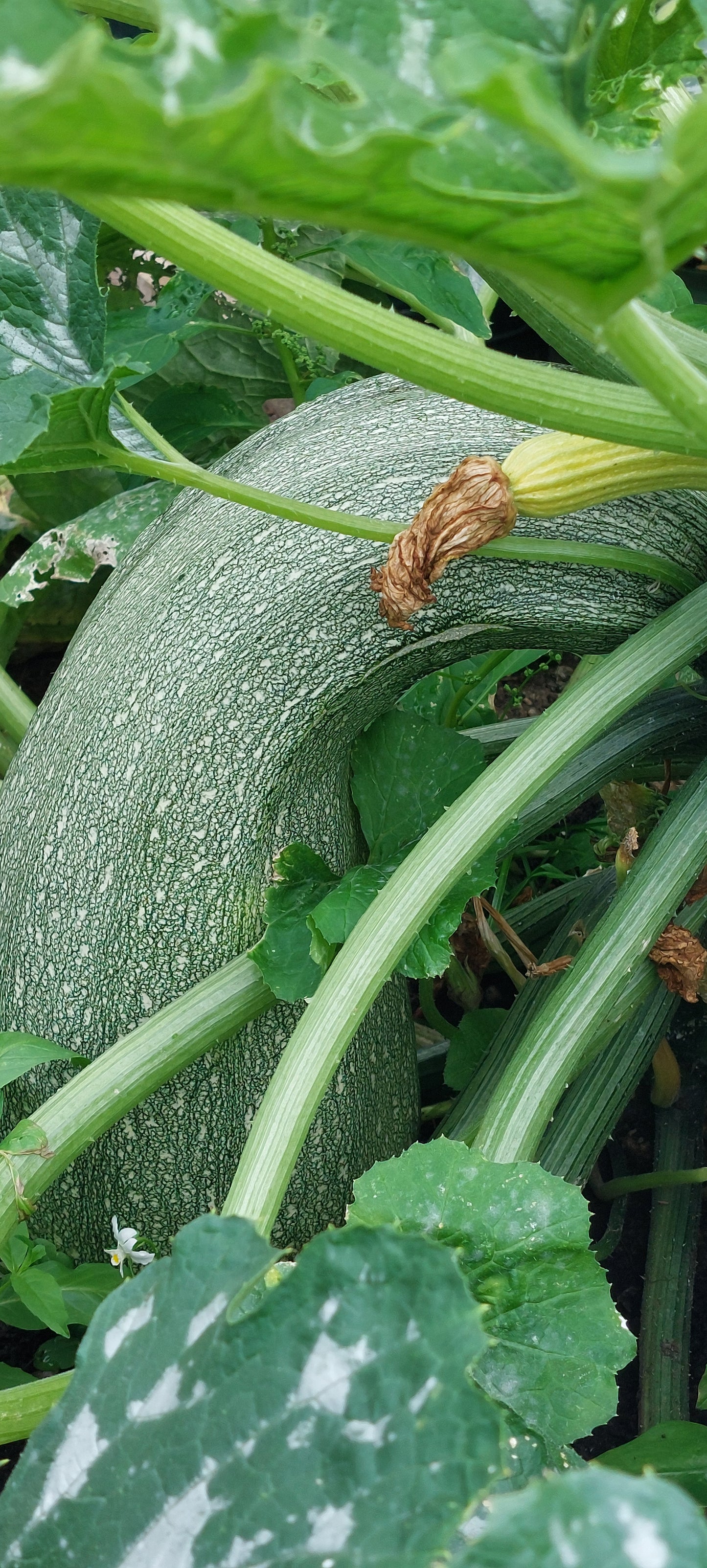 Marrow Seeds in a Seedtube