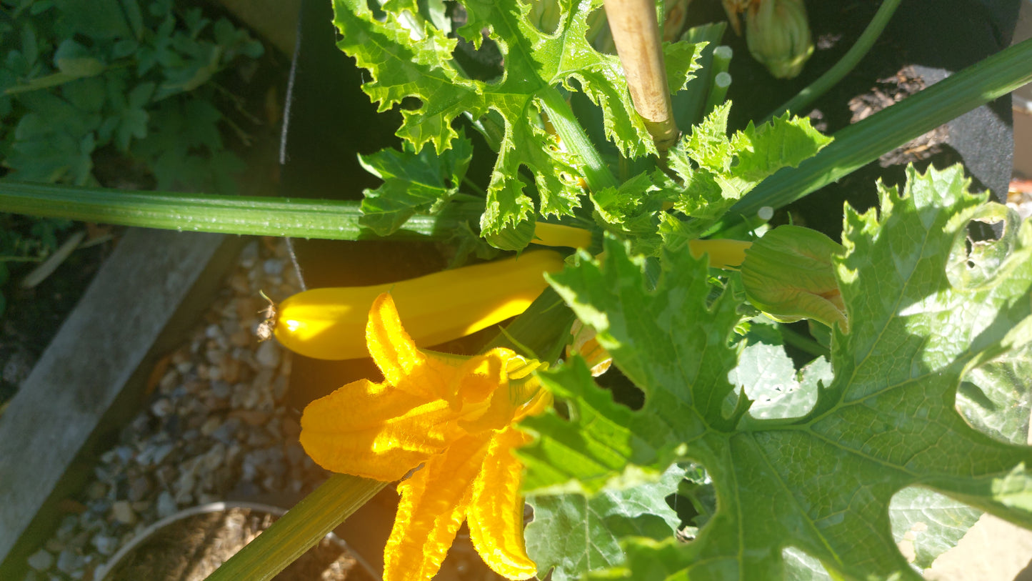 Courgette Seeds in a Seedtube