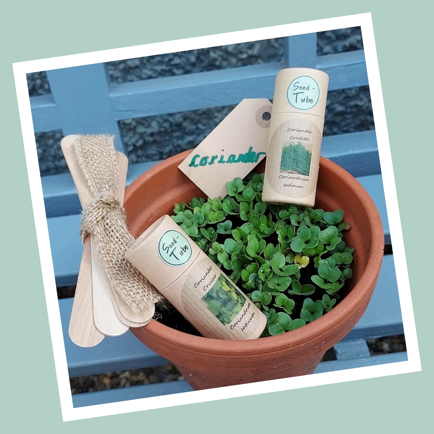 Grow Your Own Curry Herb & Spice Kit