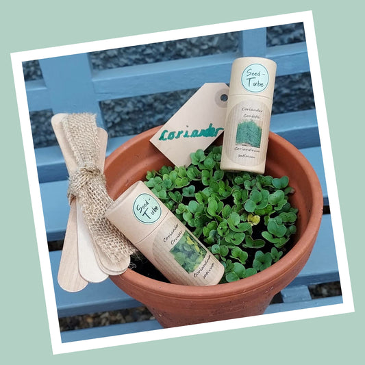 Coriander Cruiser Seeds in a Seedtube