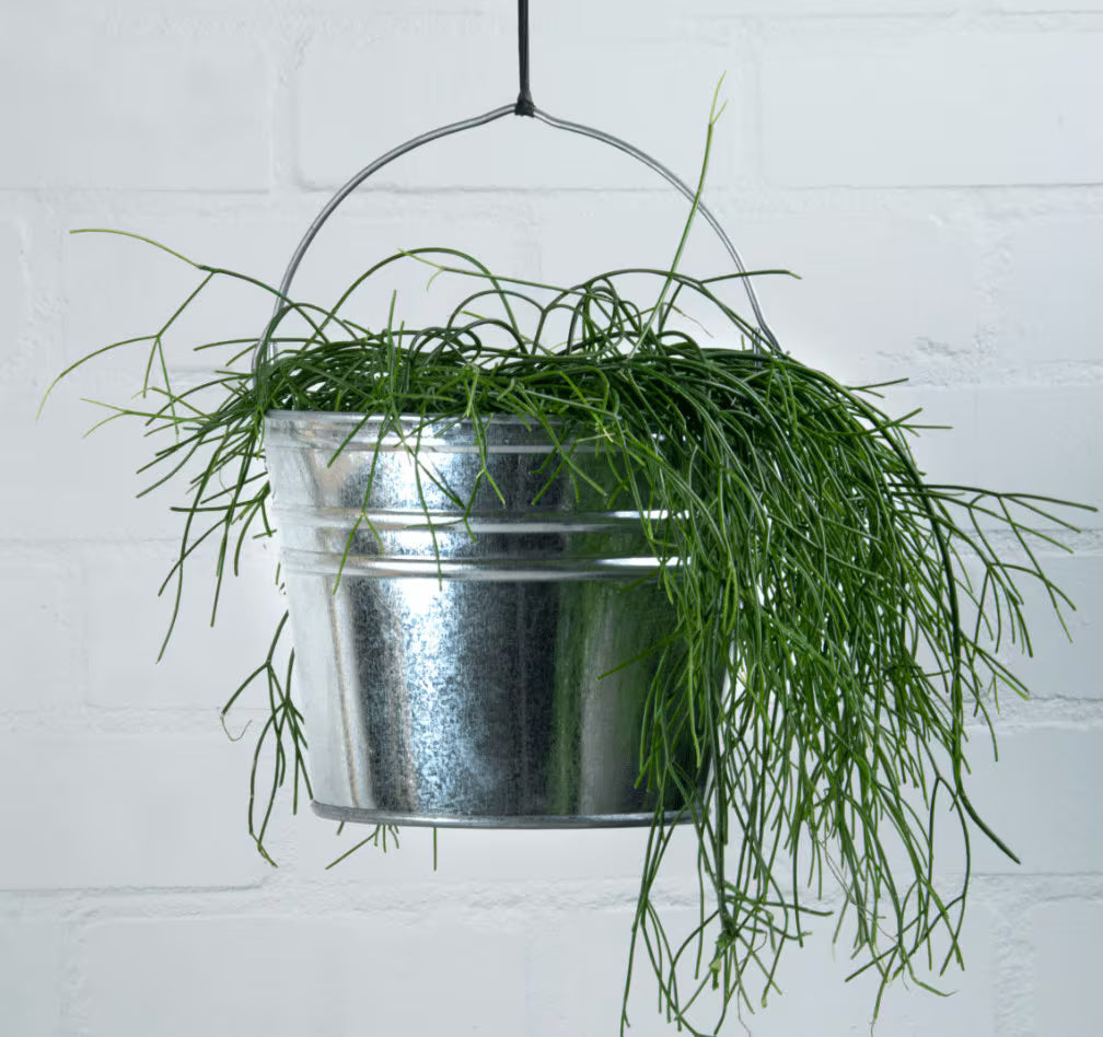 Zinc Bucket - Extra Large